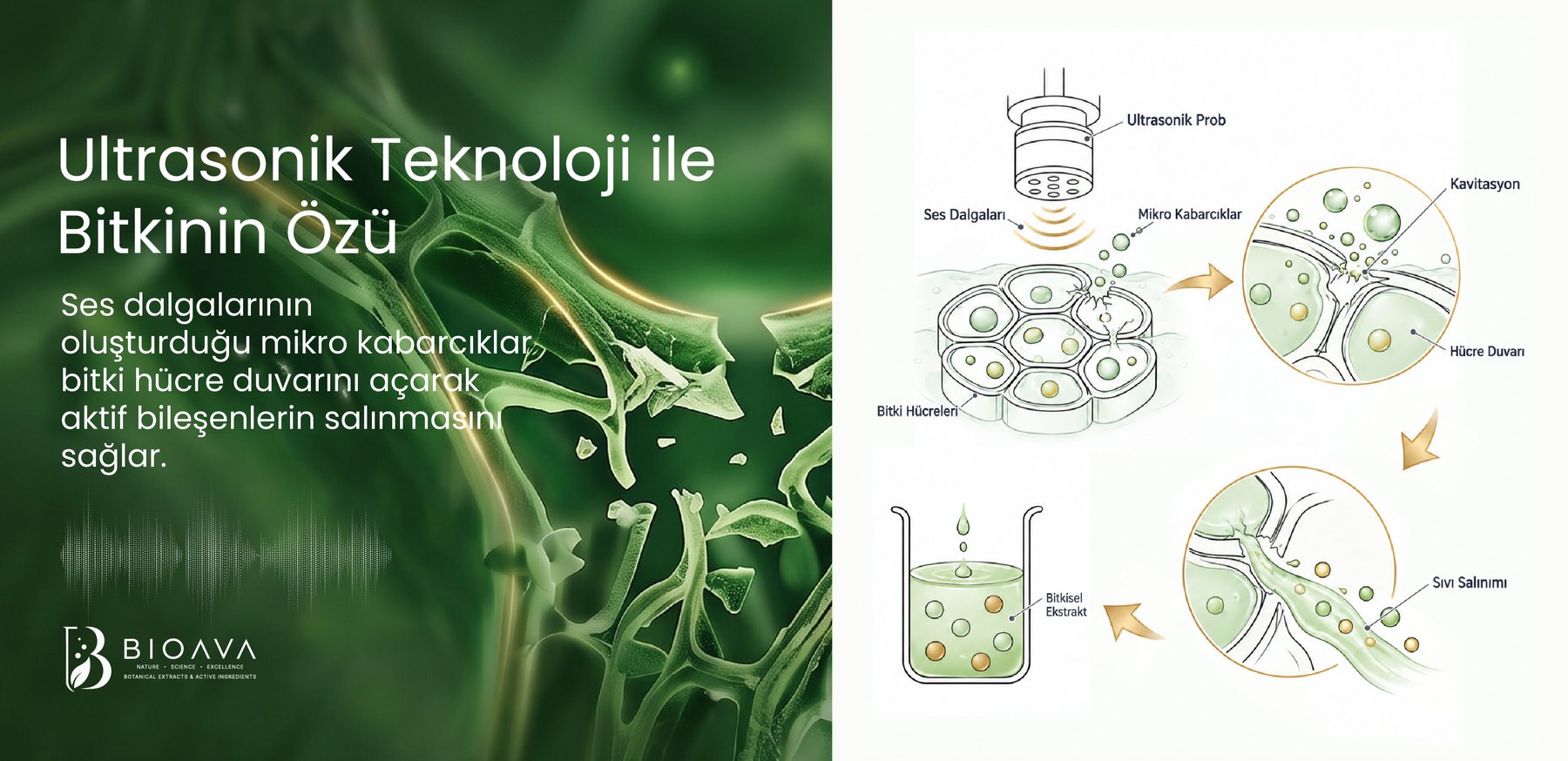 Ultrasonik teknoloji ile kavitasyonel hücre duvarı ayrıştırması: ultrasonik prob, ses dalgaları, mikro kabarcıklar, kavitasyon, sıvı salınımı ve bitkisel ekstrakt